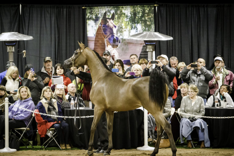 Annual Arab Horse Farm Tour