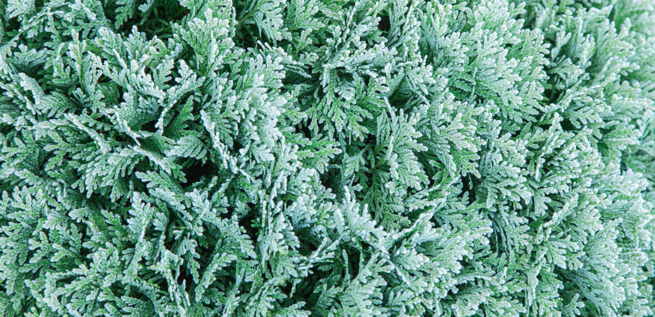 O Christmas Tree; Christmas Tree Farms Around the Valley