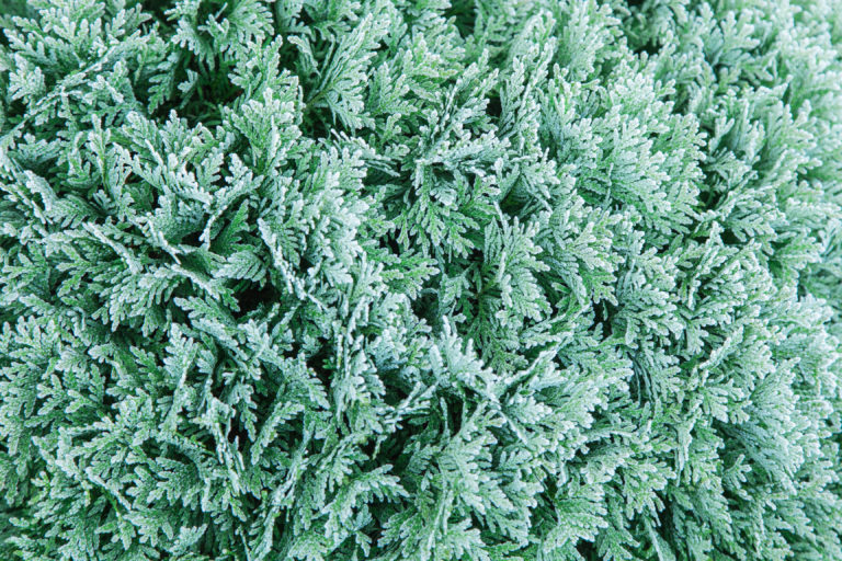 O Christmas Tree; Christmas Tree Farms Around the Valley