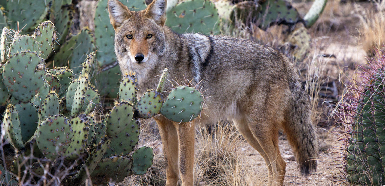 16-wild-animals-arizona-gif-temal