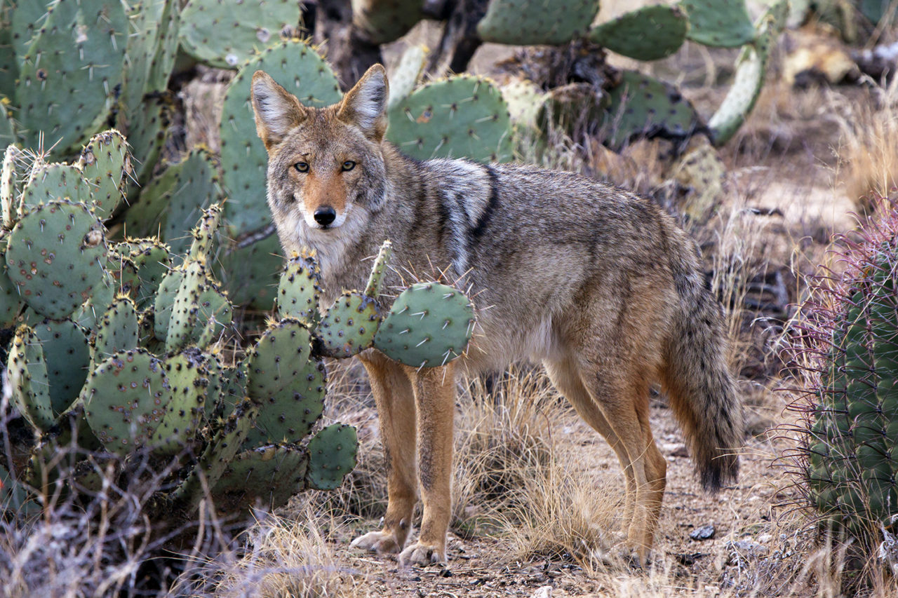 Arizona Desert Wildlife