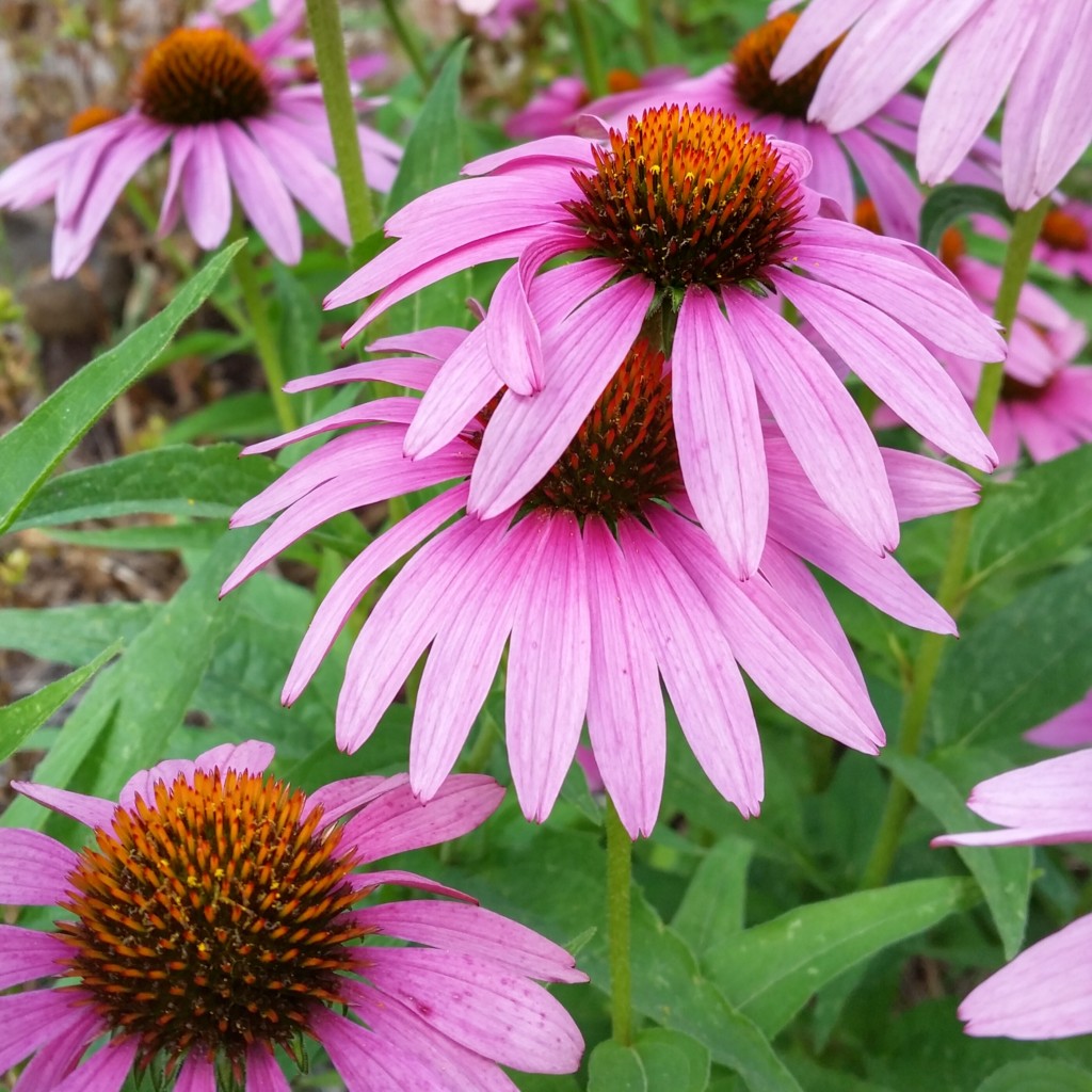 Arizona Wild Flowers