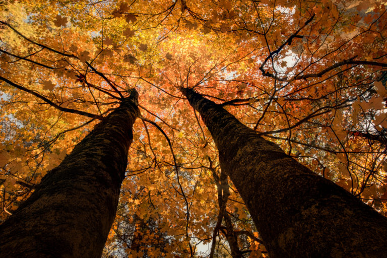 Dive Into Fall