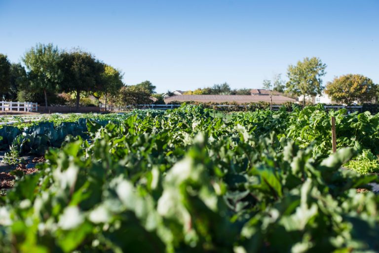 The Farm at Agritopia