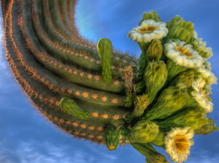 Paul Gill: The Desert Adorned