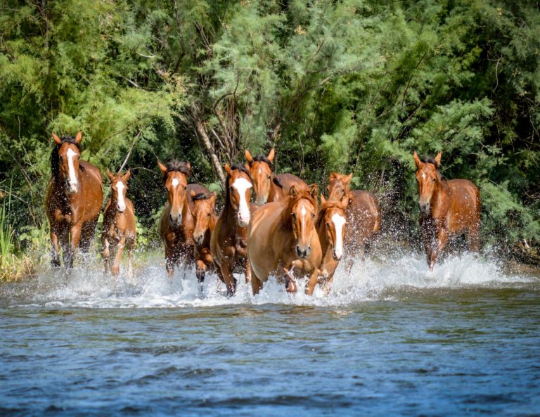 Wild & Free