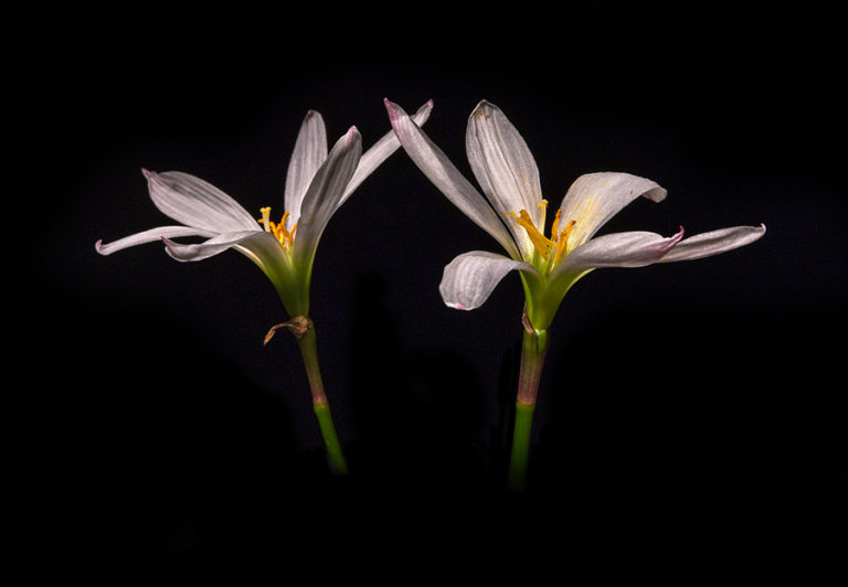 Stop and Smell the Flowers