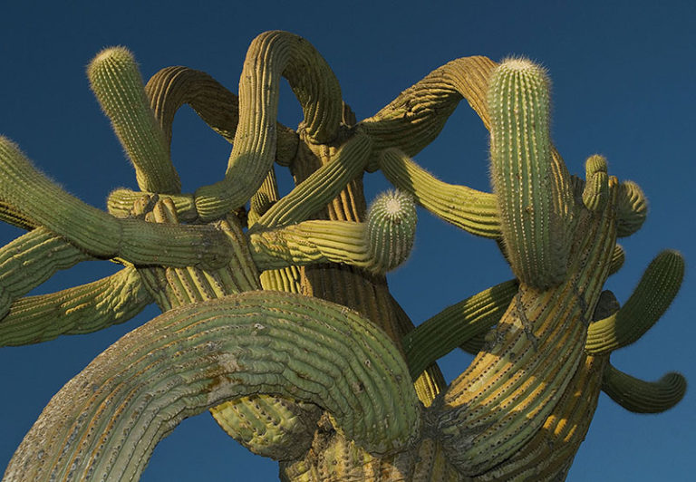 Quirky Cacti