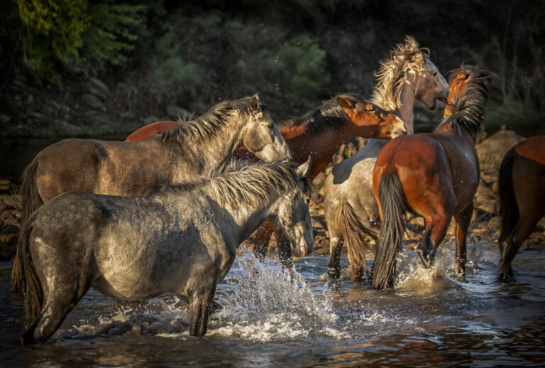 Unbridled Liberation