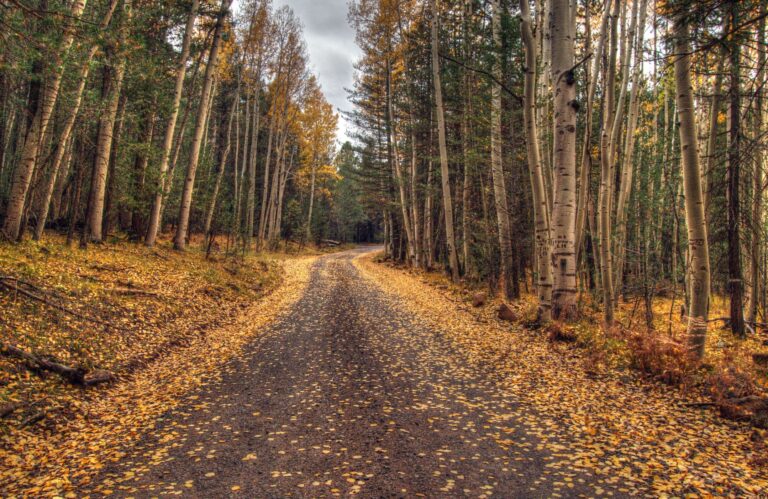 Through the Wood