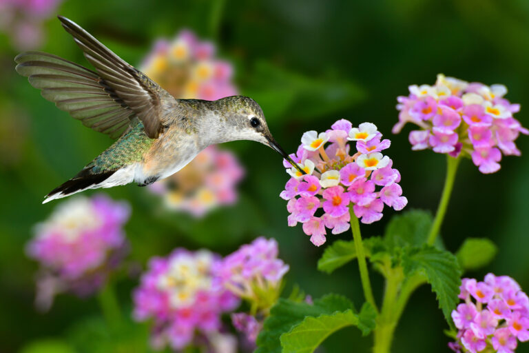 Suspended in Spring
