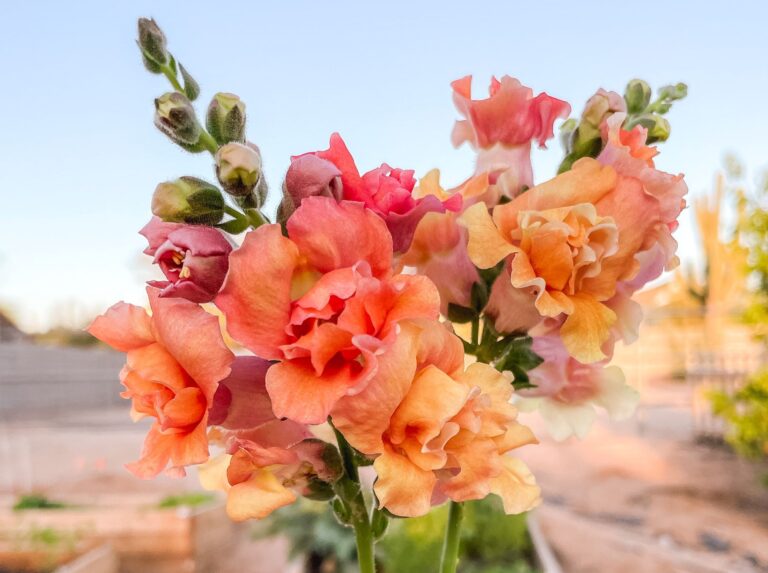 Backyard Blooms