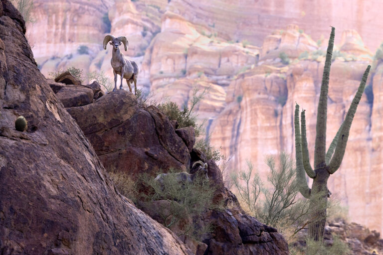 Baronial Bighorn