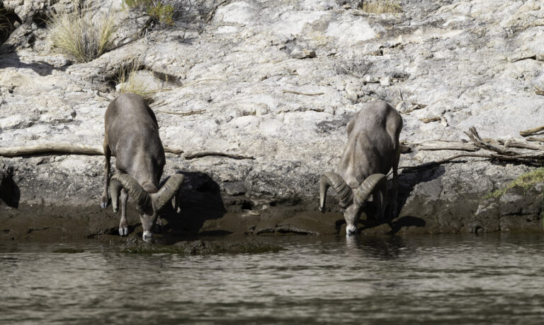 Canyon Lake: A Secluded Spot to Refresh and Relax