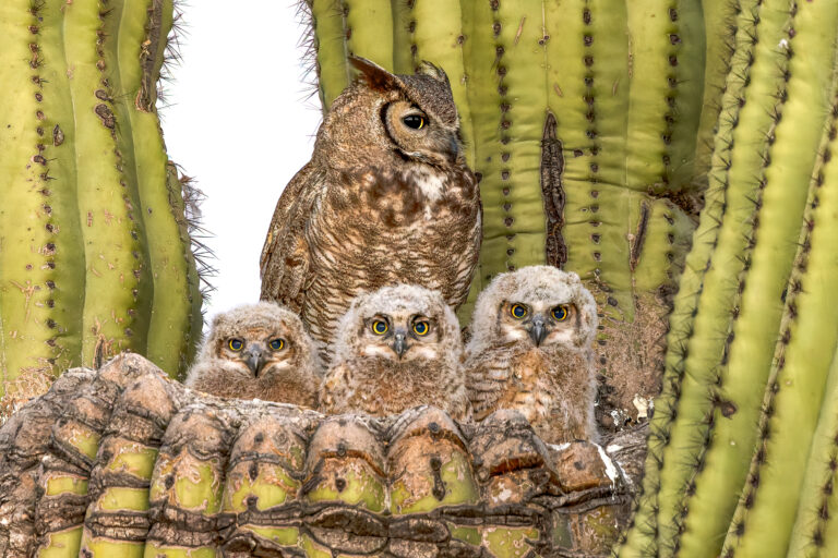 Hoos in the Saguaro