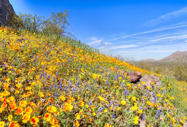 Flower Power: Where to See Arizona’s Best Blooms