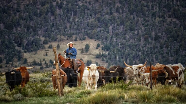 Cowboy Dreams