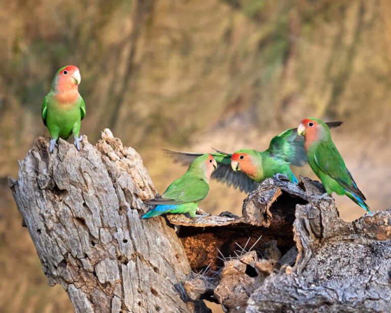 Avian Affection