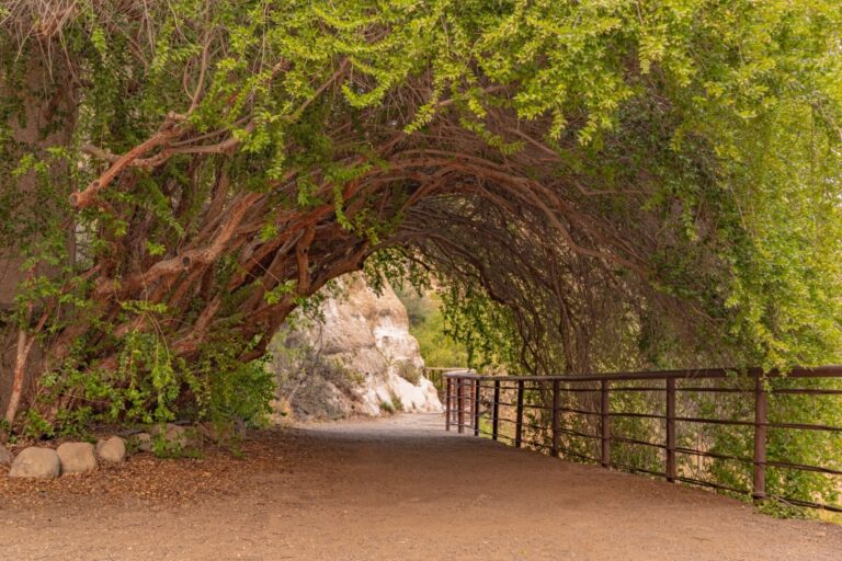 The Enchanted Garden