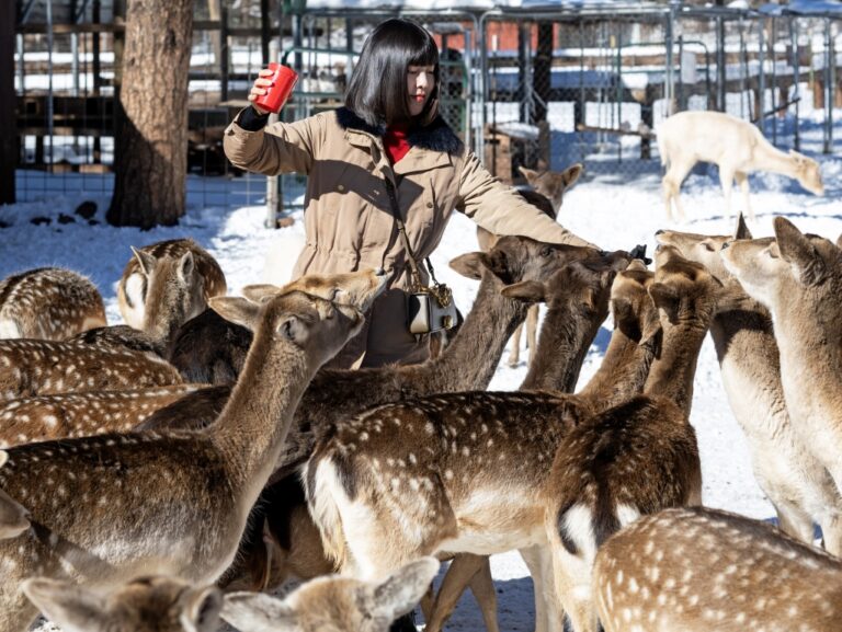 Near & Deer