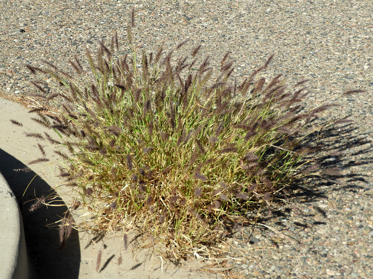 Beffelgrass Weeding Warriors » Images Arizona