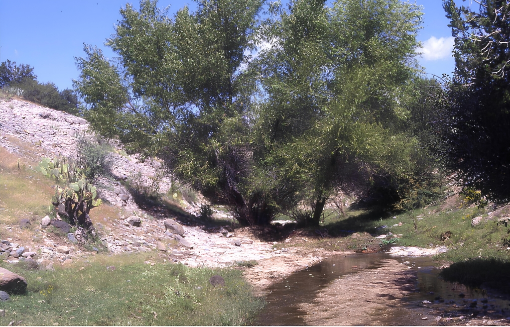 Riparian Reflections » Images Arizona