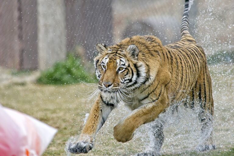 Southwestern Safari: Arizona’s Amazing Animal Attractions