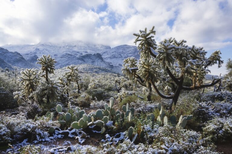 Sonoran Snow