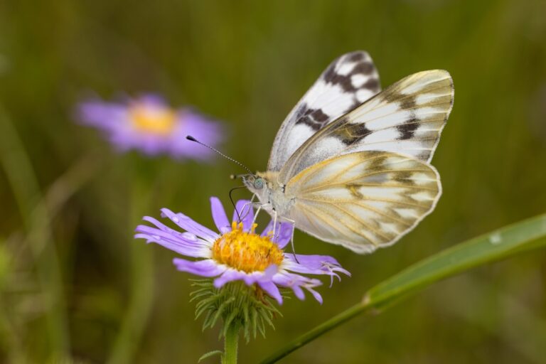Wings of Wonder