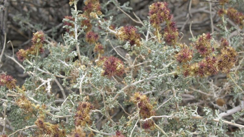 The Saguaro’s Secret Ally