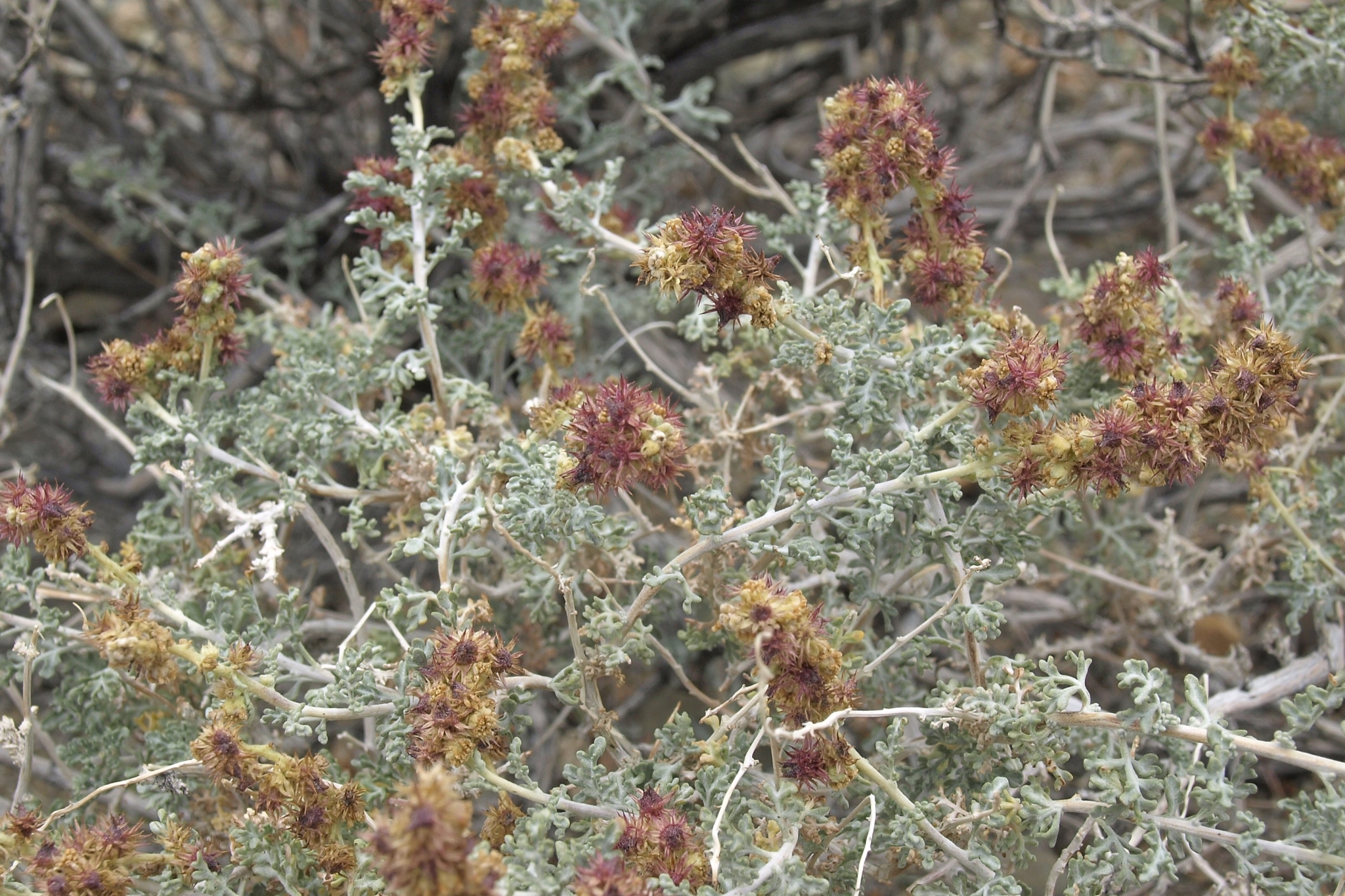 The Saguaro’s Secret Ally