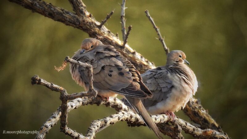 The Birds and the Bees