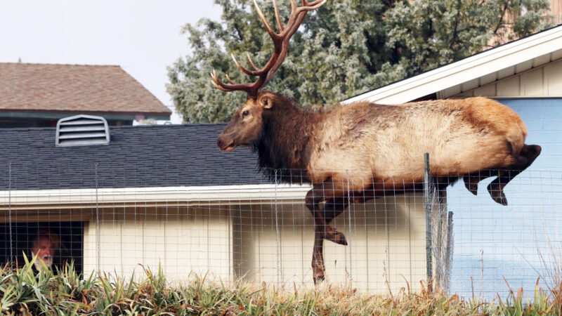 Elk in the Room