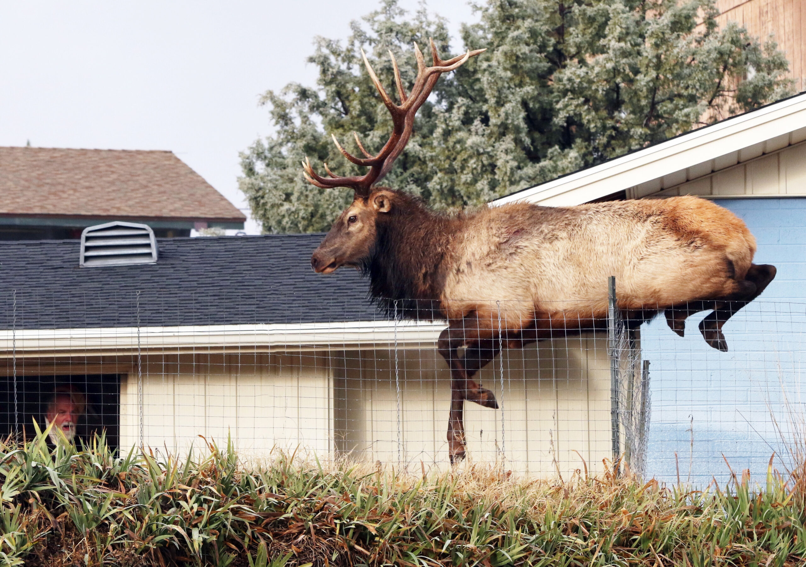 Elk in the Room