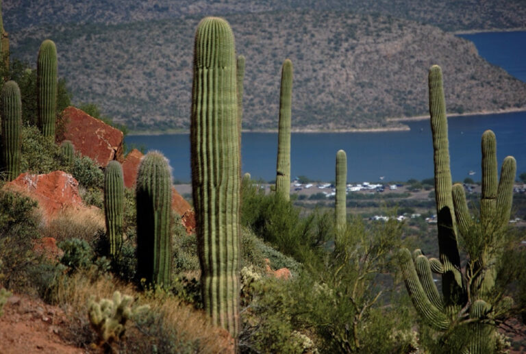 Sonoran Shores