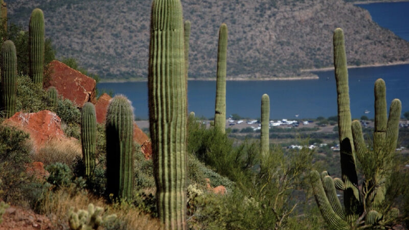 Sonoran Shores